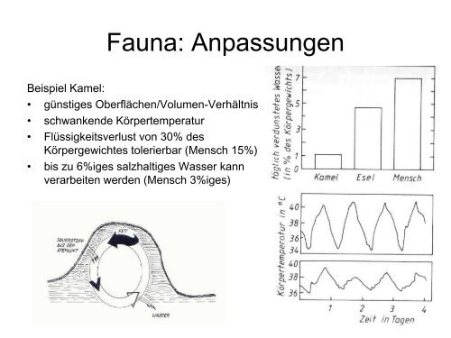 Ökoregionen & Makroökologie