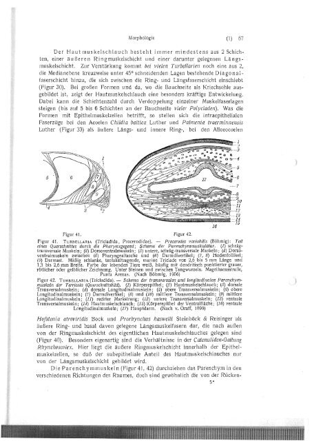 Erste Klasse des Cladus Plathelminthes - Macrostomorpha