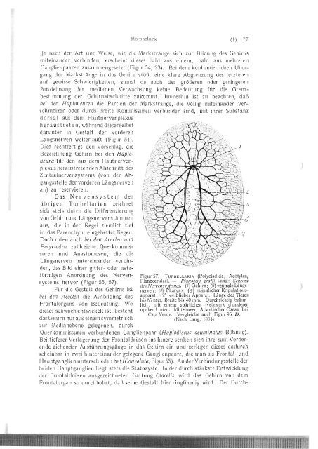 Erste Klasse des Cladus Plathelminthes - Macrostomorpha