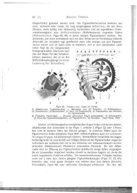 Erste Klasse des Cladus Plathelminthes - Macrostomorpha