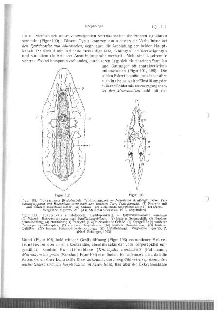 Erste Klasse des Cladus Plathelminthes - Macrostomorpha