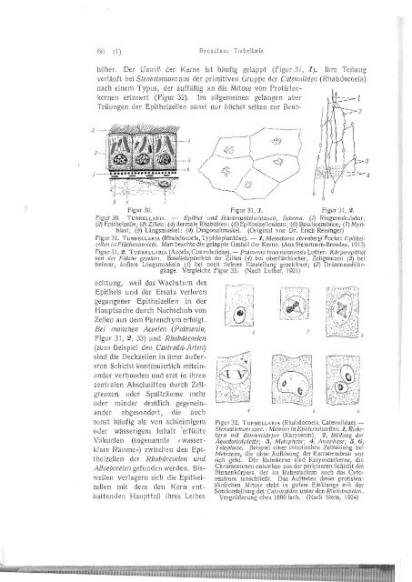 Erste Klasse des Cladus Plathelminthes - Macrostomorpha