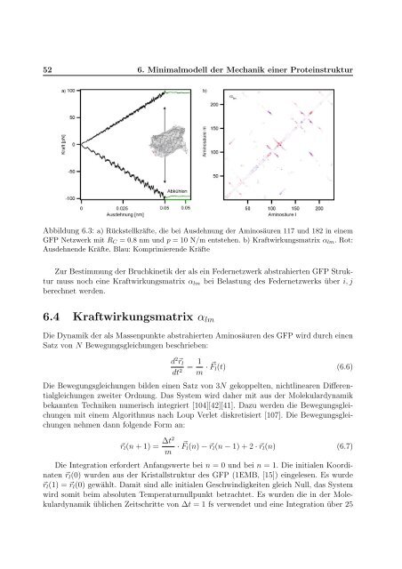 Mechanische Anisotropie von Proteinen in ...