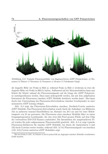 Mechanische Anisotropie von Proteinen in ...