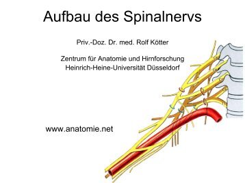 Spinalnerv - Anatomie.net