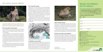 Der Luchs in unseren Wäldern» (pdf) - Pro Natura