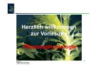 Pflanzenphysiologie 12_13 Vorlesung 7 [Kompatibilitätsmodus]