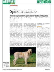 Spinone Italiano - Weidwerk