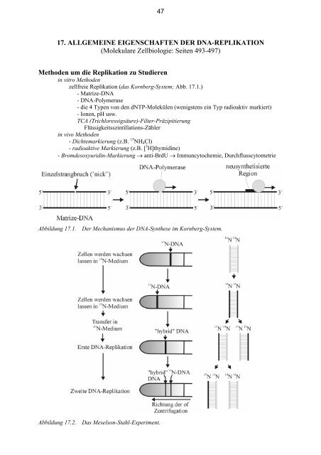 17. ALLGEMEINE EIGENSCHAFTEN DER DNA-REPLIKATION ...