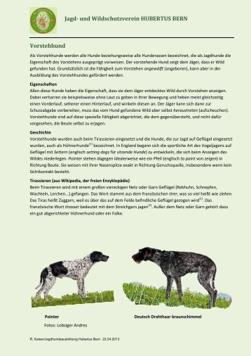 Jagd- und Wildschutzverein HUBERTUS BERN Vorstehhund