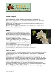 Anleitung für Phalaenopsis (pdf) - ORCHIDEA.at