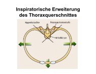 Inspiratorische Erweiterung des Thoraxquerschnittes