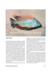 Lethrinops sp. „Rainbow Tanzania“