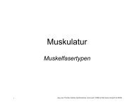 Muskelfasertypen - biomatrix