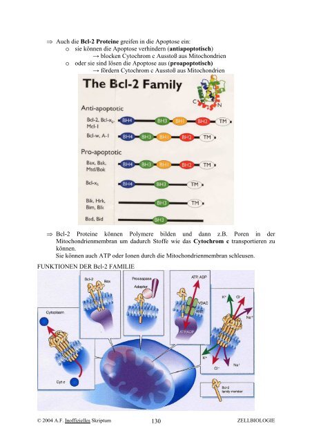 Zellbiologie WS 2004-05 (Inoffizielles Skriptum) - Komplett