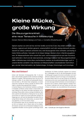 Kleine Mücke, große Wirkung - Niedersachsen