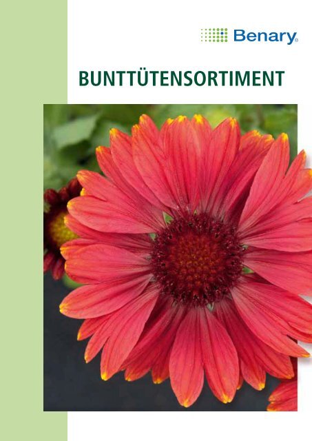 Steingarten Mischung mit 30 verschiedene Arten 100 Pflanzen Benary Samen