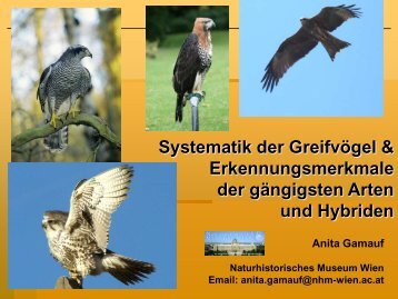 Systematik der Greifvögel & Erkennungsmerkmale der gängigsten ...