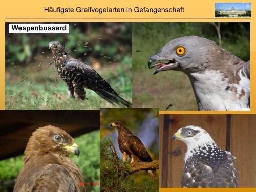 Systematik der Greifvögel & Erkennungsmerkmale der gängigsten ...