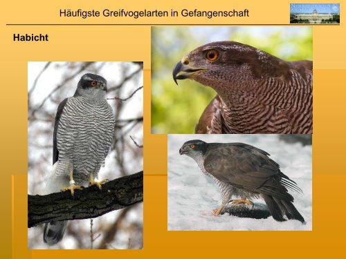 Systematik der Greifvögel & Erkennungsmerkmale der gängigsten ...