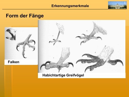 Systematik der Greifvögel & Erkennungsmerkmale der gängigsten ...