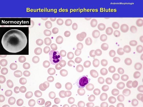 Lymphozyten