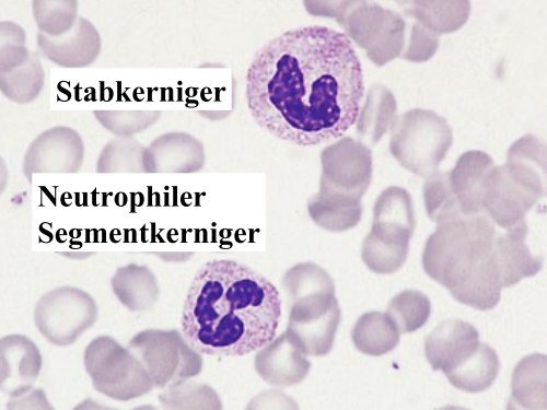 Lymphozyten