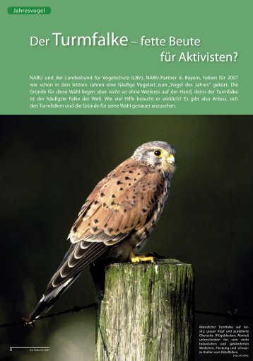 PDF 556 KB - Der Falke