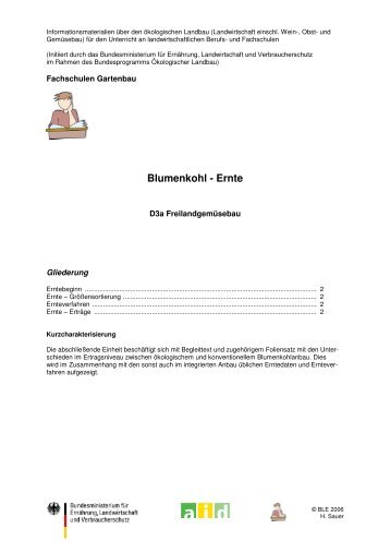 Blumenkohl - Ernte - Oekolandbau.de