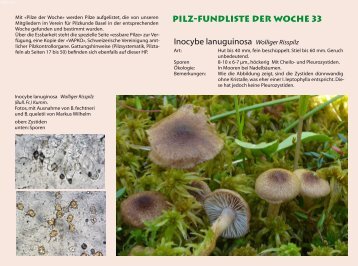 Pilz-Fundliste der Woche 33 Inocybe lanuguinosa ... - pilze-basel