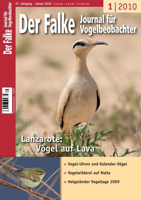 1 2010 Lanzarote Vogel Auf Lava Biologie