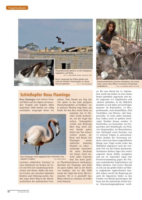 1| 2010 Lanzarote: Vögel auf Lava - Biologie