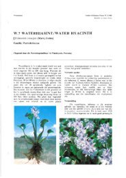 W.7 WATERHIASINT/WATER HYACINTH