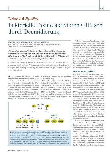 Bakterielle Toxine aktivieren GTPasen durch Deamidierung - SFB 746