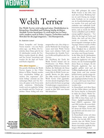 Welsh Terrier - Weidwerk