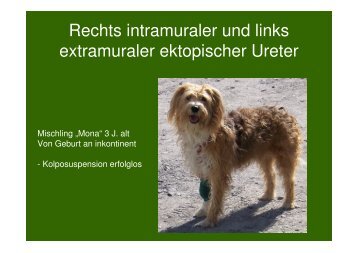 Ektopischer Ureter Hund Op Kosten