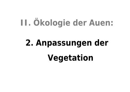 Auenökologie am Oberrhein