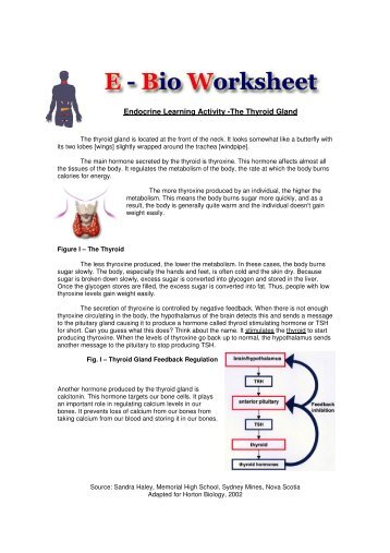 Endocrine Learning Activity -The Thyroid Gland - Horton High School