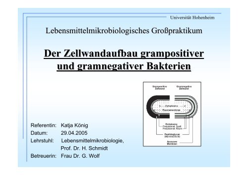 Der Zellwandaufbau grampositiver und gramnegativer Bakterien