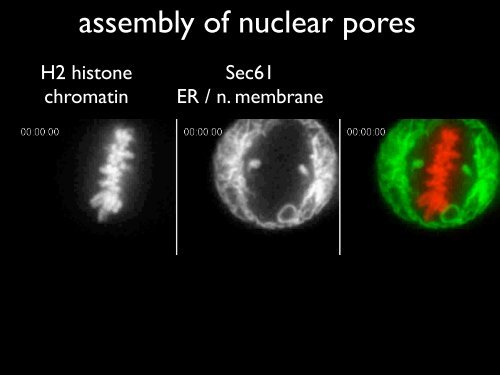 Tom Kirchhausen - CB201 - Harvard Medical School