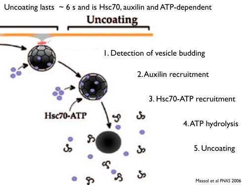 Tom Kirchhausen - CB201 - Harvard Medical School