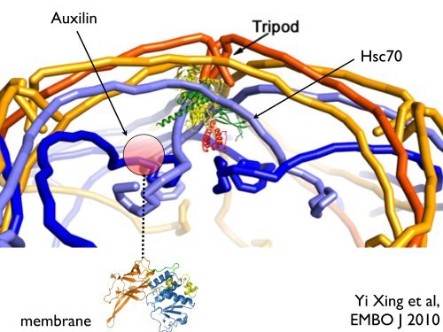 Tom Kirchhausen - CB201 - Harvard Medical School