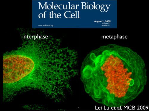 Tom Kirchhausen - CB201 - Harvard Medical School