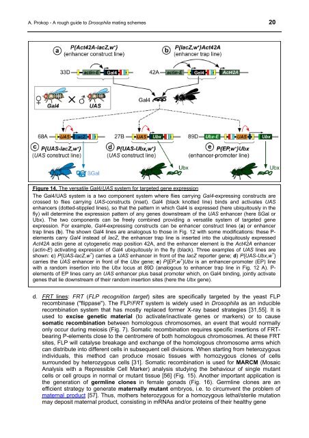 roote-prokop-2013-g3-drosophila-genetics-training-all