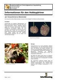 Grauschimmel an Beerenobst (Botrytis cinerea) - LTZ Augustenberg