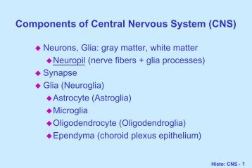 Components of Central Nervous System (CNS)