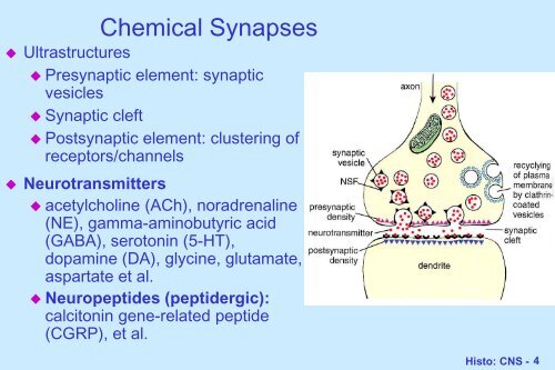 Components of Central Nervous System (CNS)