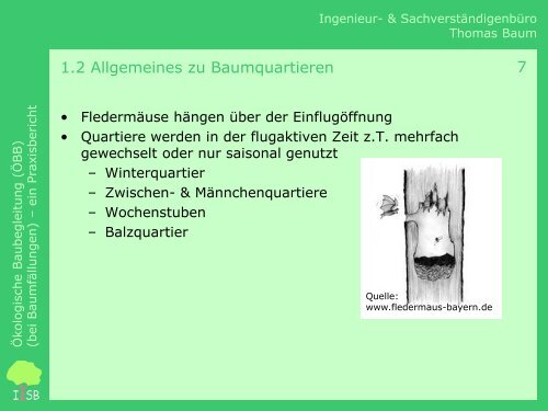 Ökologische Baubegleitung (bei Baumfällungen) – Ein Praxisbericht