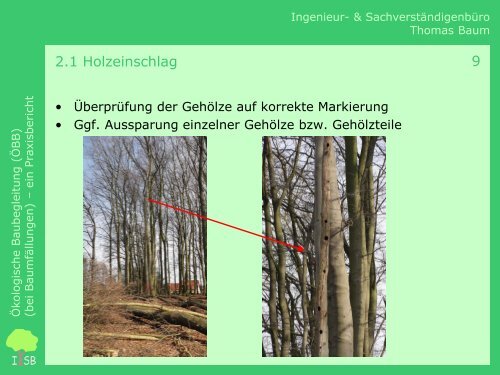 Ökologische Baubegleitung (bei Baumfällungen) – Ein Praxisbericht