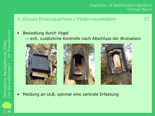 Ökologische Baubegleitung (bei Baumfällungen) – Ein Praxisbericht